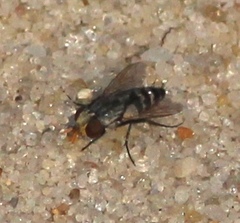 Miltogramminae