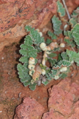 Cheilanthes lasiophylla