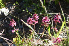 Pedicularis refracta transmorrisonensis