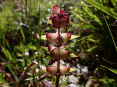 Pedicularis refracta transmorrisonensis
