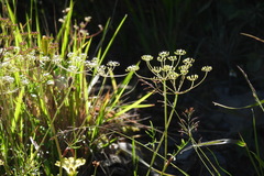 Pimpinella niitakayamensis