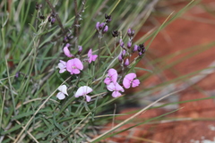 Glycine rubiginosa