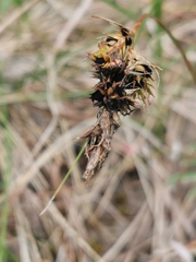 Anthracoidea arenariae