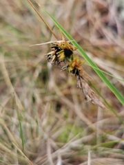 Anthracoidea arenariae