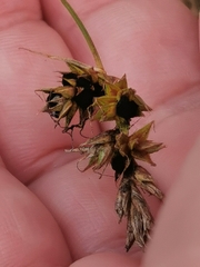 Anthracoidea arenariae