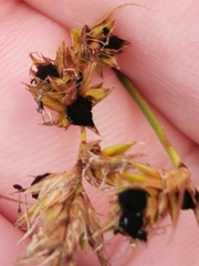 Anthracoidea arenariae