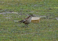 Cinclodes albiventris