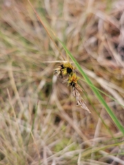 Anthracoidea arenariae