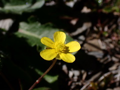 Ranunculus formosa-montanus