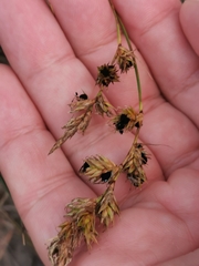 Anthracoidea arenariae