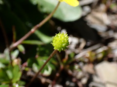 Ranunculus formosa-montanus