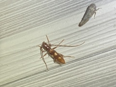 Heterachthes quadrimaculatus