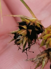 Anthracoidea arenariae