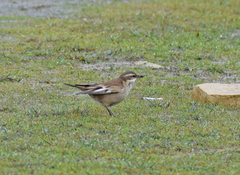 Cinclodes albiventris