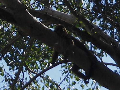 Alouatta caraya