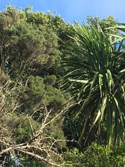 Cordyline australis
