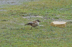 Cinclodes albiventris