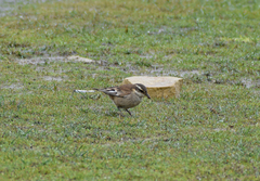 Cinclodes albiventris