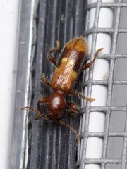 Priocera castanea