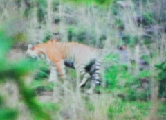 Panthera tigris tigris