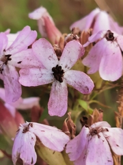 Microbotryum saponariae