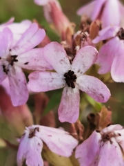 Microbotryum saponariae