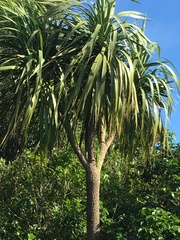 Cordyline australis
