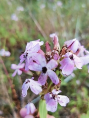 Microbotryum saponariae