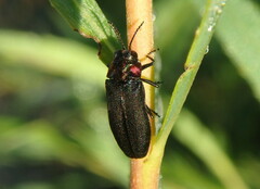 Eupristocerus cogitans