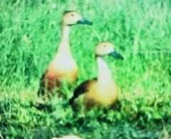 Dendrocygna javanica