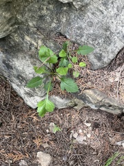 Patrinia heterophylla