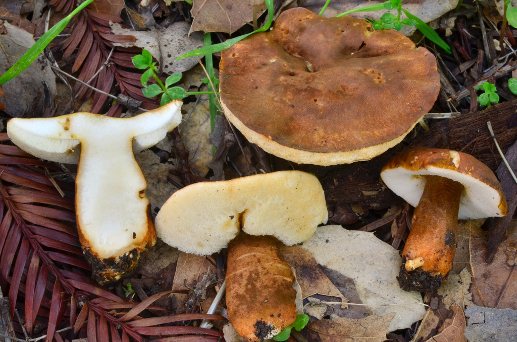 Gyroporus