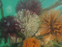 Eudistylia polymorpha