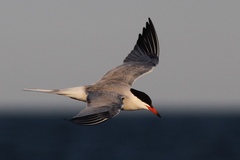 Sterna hirundo hirundo