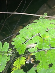 Eleutherodactylus brittoni