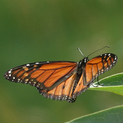 Danaus plexippus