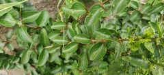 Canthium coromandelicum