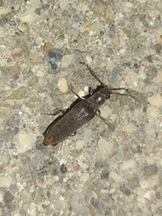 Cebrioninae