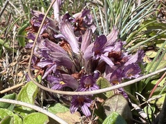 Aphyllon californicum californicum