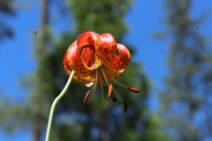 Lilium pardalinum vollmeri
