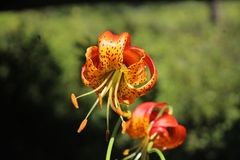 Lilium pardalinum vollmeri