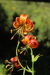 Lilium pardalinum vollmeri