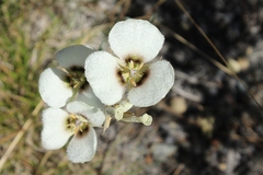 Calochortus howellii