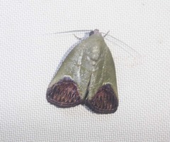 Asinduma exscripta