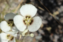 Calochortus howellii