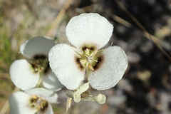 Calochortus howellii