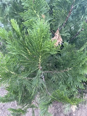 Calocedrus