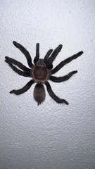 Tliltocatl epicureanus