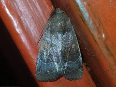 Hampsonodes