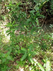 Phyllanthus buxifolius